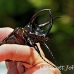 beetle_rhino_kbr_h_0106_sul1020.jpg
